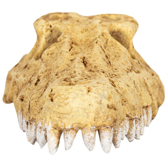 Крокодилий череп Repti-Zoo Crocodile Skull M ERS34M 18×10×5,5 см - декоративное укрытие для террариума и аквариума