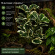 Штучна рослина Hobby Ficus Elastica 2 55 см (37706) для тераріуму, акватераріуму та палюдаріуму