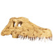 Крокодилячий череп Repti-Zoo Crocodile Skull M ERS34S 11x6x4 см - декоративне укриття для тераріуму та акваріуму