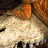 Крокодилячий череп Repti-Zoo Crocodile Skull S 11x6x4см (ERS34S)