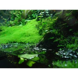 Сфагновый мох Repti-Zoo 4 л (SB032) из Камбоджи для террариумов с высокой влажностью