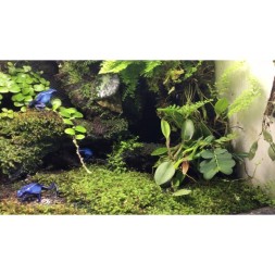Сфагновый мох Repti-Zoo 4 л (SB032) из Камбоджи для террариумов с высокой влажностью