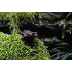 Сфагновый мох Repti-Zoo 4 л (SB032) из Камбоджи для террариумов с высокой влажностью