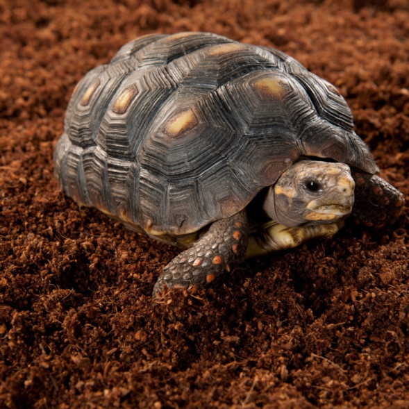 Підкладка з кокосового волокна Repti-Zoo Coconut fiber Substrate 4л (SB650S)