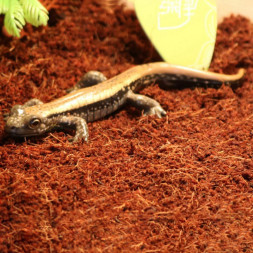 Тропічний субстрат Komodo Tropical Terrain 6 л (U46015) для терраріумів із високою вологістю