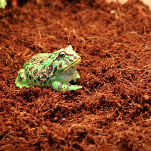 Тропічний субстрат Komodo Tropical Terrain 6 л (U46015) для терраріумів із високою вологістю