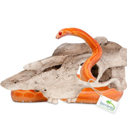 Декорація череп буйвола Terrario Buffalo Skull 21x12x8см (22128)