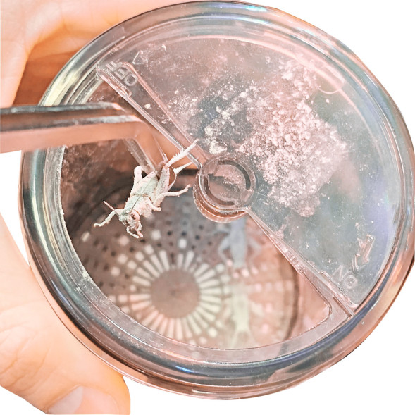 Вітамінізатор для комах Hobby Cricket Vitamizer (38090)