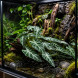 Штучна рослина Hobby Calathea 2 40×20 см (37715) для тераріуму, акватераріуму та палюдаріуму