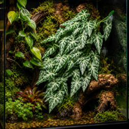 Искусственное растение Hobby Climber Aureum 70 см (37725) для террариума, акватерариума и палюдариума