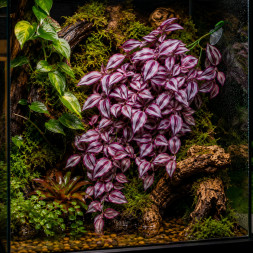 Искусственное растение Hobby Climber Purpurea 70 см (37726) для террариума, акватерариума и палюдариума