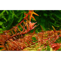 Удобрение для акваскейпинга с низким содержанием NPK и микроэлементов Easy-Life RedScape 250мл (RS0250)