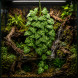 Штучна рослина Hobby Climber Heartleaf 70 см (37727) для тераріуму, акватераріуму та палюдаріуму