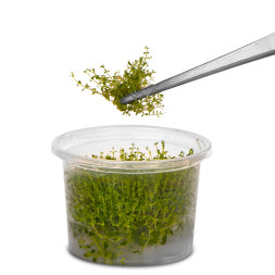 Пінцет прямий 20см Kruger Meier Pflanzenpinzette Einfache