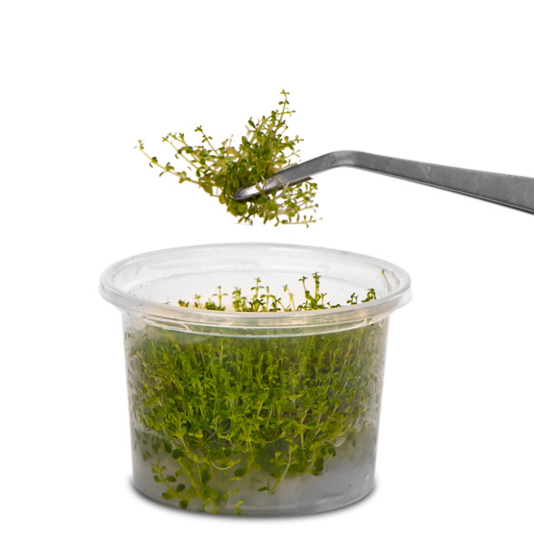 Пинцет изогнутый 25см Kruger Meier Pflanzenpinzette Verbogen