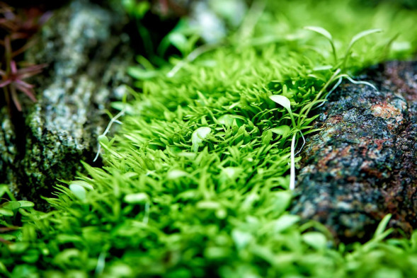 Залізо в таблетках Aquario Neo Tabs Plant Fe