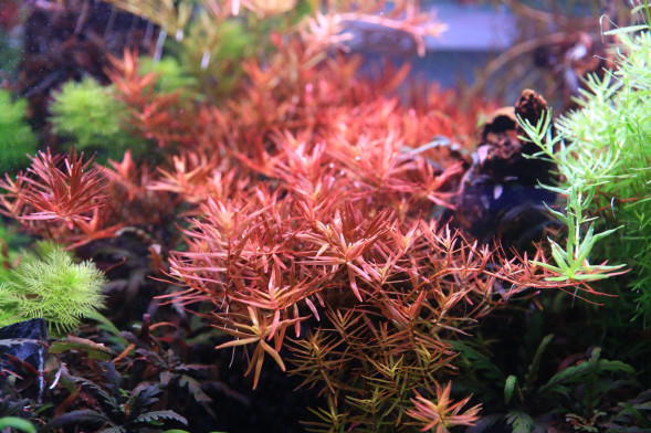 Залізо в таблетках Aquario Neo Tabs Plant Fe