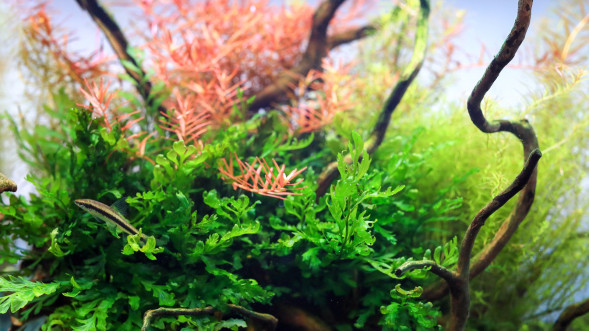 Залізо в таблетках Aquario Neo Tabs Plant Fe