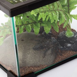 Тераріум Repti-Zoo AK09BG 31x21x15 см з вентиляцією і кришкою для рептилій, амфібій і комах