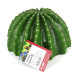 Декорация пещера кактус Hobby Cactus Home 3 17,5x17x10,8см (36243)