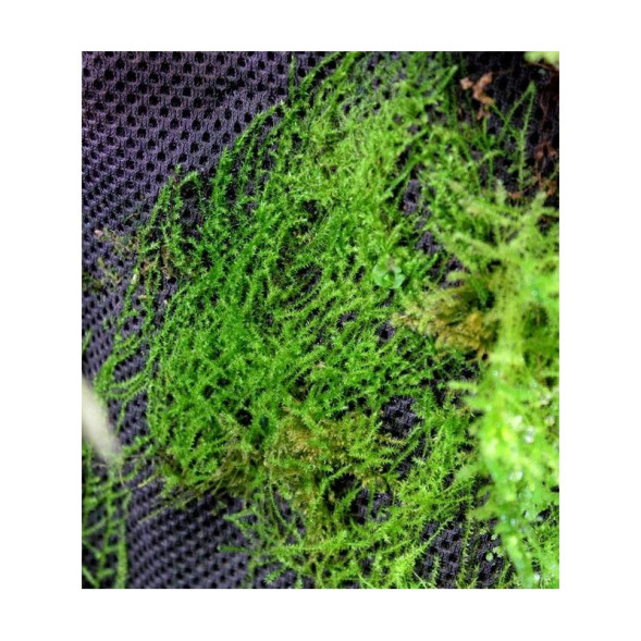 Тропический хлопок Repti-Zoo Plant Cotton XL 59×44 см (YZM001) для мха и растений в террариум