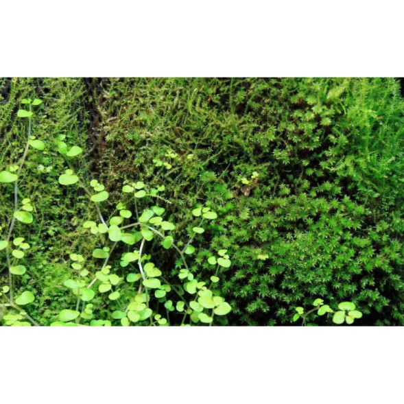 Тропический хлопок Repti-Zoo Plant Cotton XL 59×44 см (YZM001) для мха и растений в террариум