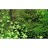 Бавовна з тропічних лісів Wacool Rainforest Plant Cotton L 44х44см (YZM002)