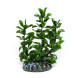 Искусственное растение Hobby Bacopa 13см (51556)