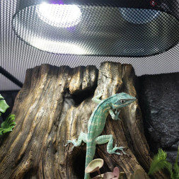 Лампа LED Repti-Zoo Desert and Tropical UVB 5.0 UVB 10.0 5W для террариумов (LEDU04)