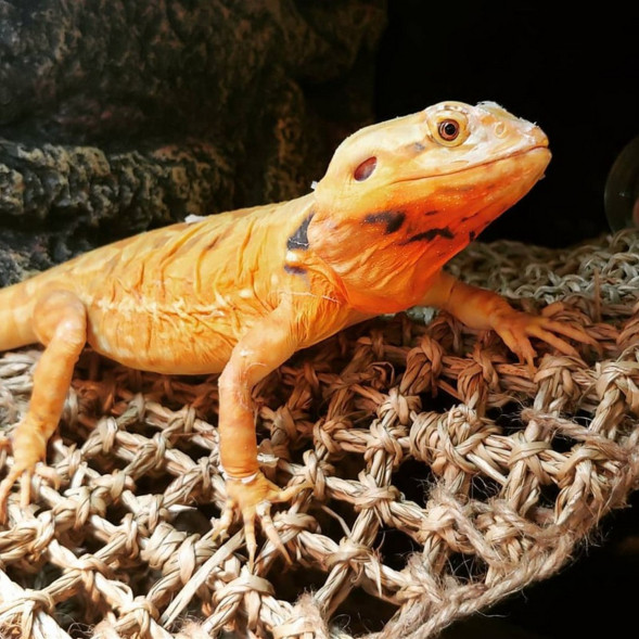 Гамак для рептилій Repti-Zoo Seaweed Hammock L DC10P 45x30x30 см з натуральних водоростей