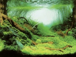 Аквариумный задний фон Aqua Nova Растения/Океан 100x50см (PLANTS/OCEAN L)