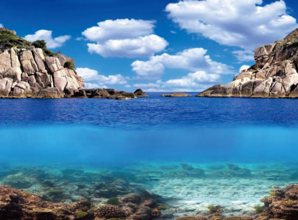 Акваріумний задній фон Aqua Nova Рослини/Океан 60x30см (PLANTS/OCEAN S)