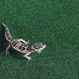 Коврик-субстрат Komodo Reptile Carpet 60x50см для террариума, рептилий и амфибий (83028)