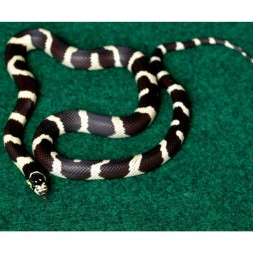 Коврик-субстрат Komodo Reptile Carpet 60x50см для террариума, рептилий и амфибий (83028)