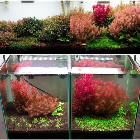 Грунт активний для акваріуму Neo Soil Plant No CO2 8л. - без потреби у CO₂