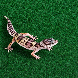 Коврик-субстрат Komodo Reptile Carpet 120x60см для тераріуму, рептилій і амфібій (83029)