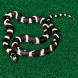 Коврик-субстрат Komodo Reptile Carpet 120x60см для террариума, рептилий и амфибий (83029)