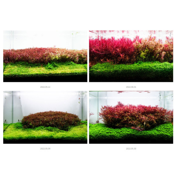 Добриво Neo Booster Plants FERTI 300 мл для акваріумних рослин без CO₂ з амінокислотами