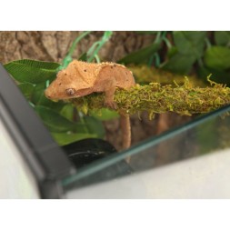 Лиана гибкая с натуральным мхом для террариума Repti-Zoo Artificial Moss Vine 2см x 2м (RV0220)